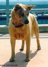 Cattlefarm's Wild Wilma
