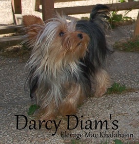 Darcy Diam's my Toffee Forever Darcy Diam's my Toffee Forever