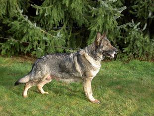 Nina vom Grenzgänger Nina vom Grenzgänger
