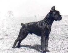 Wotan von Giebiko Wotan von Giebiko