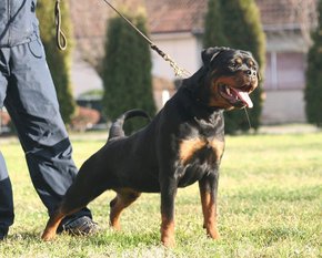 Alis Zara Cro Rott Alis Zara Cro Rott