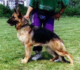 Venja von der hohen Erle Venja von der hohen Erle