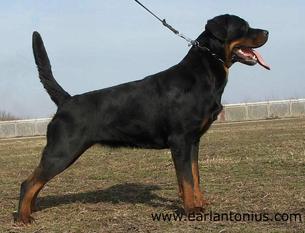 Nera Earl Antonius Nera Earl Antonius