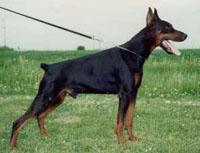 Rambo Royal Bell Rambo Royal Bell