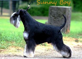 Sunny Boy Hajan Polonia Sunny Boy Hajan Polonia