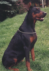 Piya van Roveline Piya van Roveline