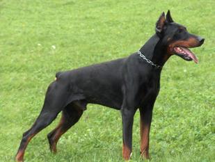 Odin von Bayern Odin von Bayern