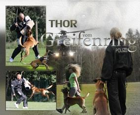 Thor vom Greifenring Thor vom Greifenring