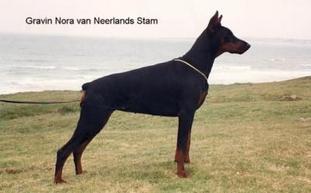 Gravin Nora van Neerlands Stam Gravin Nora van Neerlands Stam