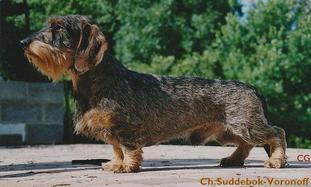 Suddebok-Voronoff Suddebok-Voronoff