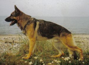 Elch vom Napte-Emmer-Eck Elch vom Napte-Emmer-Eck