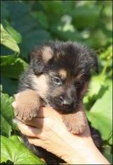 Benji von der grünen Aue Benji von der grünen Aue