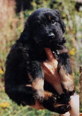 Quincy vom Schondratal Quincy vom Schondratal