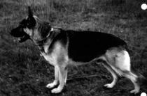 dog image background
