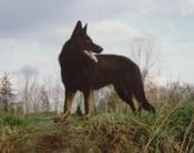 dog image background