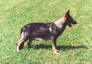Betty Eqidius CS (1995) Betty Eqidius CS (1995)