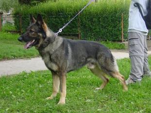 Fiasko Okal CS Fiasko Okal CS