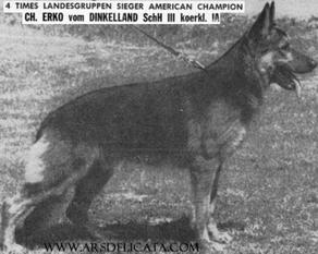 Erko vom Dinkelland Erko vom Dinkelland
