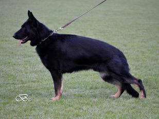 Troy Hartis Bohemia Troy Hartis Bohemia