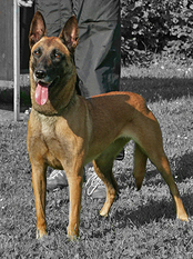Betty vom Zabelstein Betty vom Zabelstein