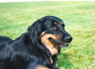 dog image background