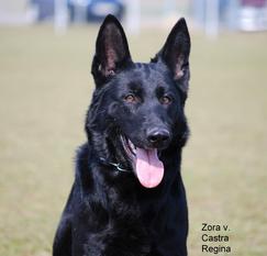 Zora von Castra Regina Zora von Castra Regina