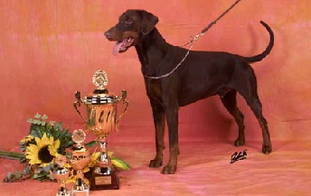 Gatsby von Assindia Gatsby von Assindia