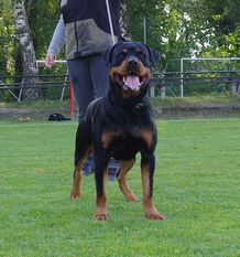 Goggo von der Veste Liupoldsdorf Goggo von der Veste Liupoldsdorf