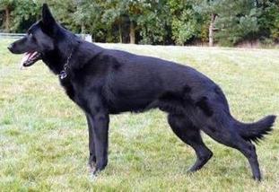Arko vom Bullerjahn Arko vom Bullerjahn