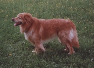 Aristo von Kressbach Aristo von Kressbach