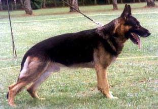 Theseus von Karthago Theseus von Karthago