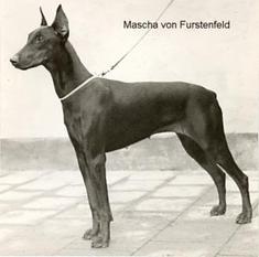Mascha von Fürstenfeld Mascha von Fürstenfeld