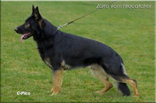 Zorro vom Firecatcher Zorro vom Firecatcher