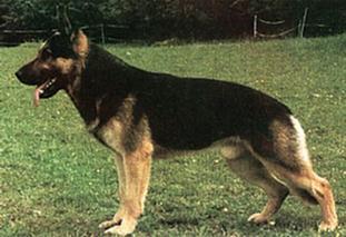 Ben von den Aamühlen Ben von den Aamühlen