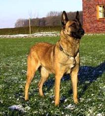 Chessie von der Zarge Chessie von der Zarge