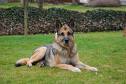 Hunter vom Flakenbruch Hunter vom Flakenbruch