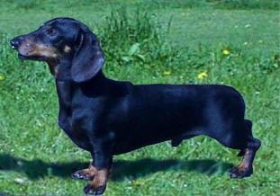 Linus vom Dinkelgrund Linus vom Dinkelgrund