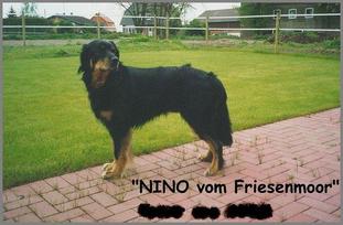Nino vom Friesenmoor Nino vom Friesenmoor