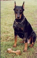 Branca von der Doberwache Branca von der Doberwache