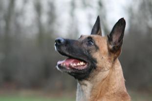 Hilde vom Haus Penz Hilde vom Haus Penz