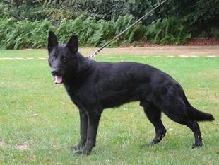 Asamoha von der Knapphöhe Asamoha von der Knapphöhe