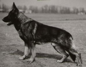Gero vom Markersdorf Gero vom Markersdorf