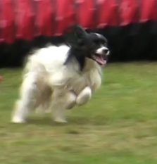 Beauty power dogs Leeroy Beauty power dogs Leeroy