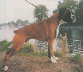 Remus vom Harzblick Remus vom Harzblick