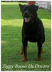 Ziggy Buoso da Dovara Ziggy Buoso da Dovara