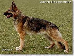 Quesi von den jungen Hansen Quesi von den jungen Hansen