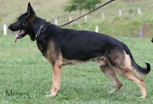 Basco von der Teufelskehle Basco von der Teufelskehle