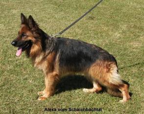 Alexa vom Schaichbachtal Alexa vom Schaichbachtal