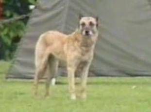 Anka von der Breuker Heide Anka von der Breuker Heide