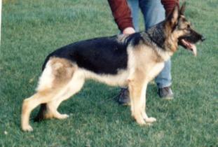 Anchi von der Lohner Heide Anchi von der Lohner Heide